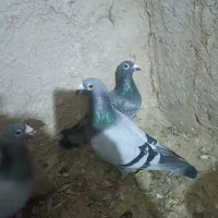 کبوتر|پرنده|میاندوآب, |دیوار