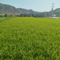 خدمات و نظافت منزل و پرستاری از سالمندان