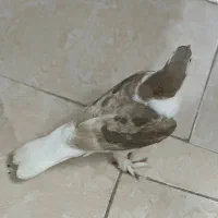 1عدد کفتر ساده طلایی معاوضه|پرنده|گرگان, |دیوار