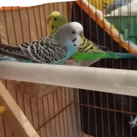 یک جفت مرغ عشق|پرنده|تبریز, |دیوار