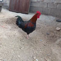 مرغ خروس بوقلمون