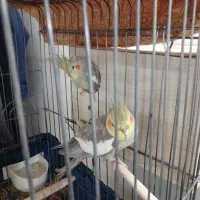 یک جفت عروس هلندی تخم گدار به همراه یک جوجه