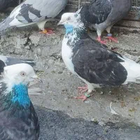 یکجا ۱۱تا