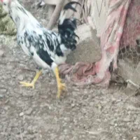 سه تا خروس گلین لری بالغ