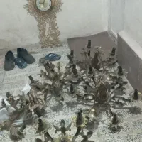 فروشنده خرید لوستر قدیمی|لوستر و چراغ آویز|کرج, کوی کارمندان شمالی|دیوار