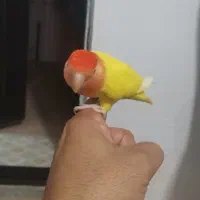 برزیلی ماده