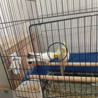 عروس هلندی|پرنده|سلماس, |دیوار