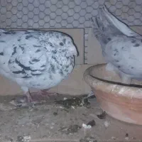 کبوتر سرور و دم سفید...|پرنده|قم, آزادگان|دیوار