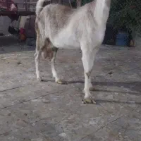 بز افغان پرشیر