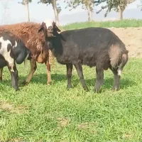 بره نر درجه یک