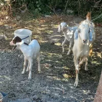 بز و کهره نرماده فروشی