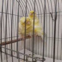 جفت قناری فر