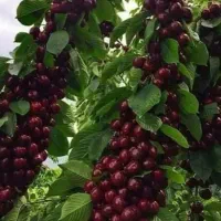 بزرگترین نهالستان کشور با مجوز جهاد کشاورزی|خدمات باغبانی و درختکاری|کرج, آتشگاه|دیوار