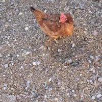 مرغ محلی|حیوانات مزرعه|ارشق, |دیوار