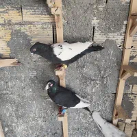 تعدادی پرنده