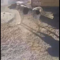 سک نگهبان|سگ|جوادآباد, |دیوار