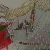 مرغ عشق و فنج|پرنده|قزوین, |دیوار