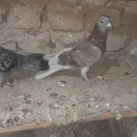 کفتر پرشی