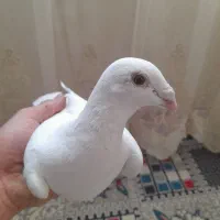 کفتر|پرنده|تربت‌حیدریه, منظر|دیوار