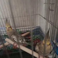 عروس هلندی با قفس