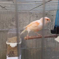 قناری ماده یک ساله|پرنده|دینور, |دیوار