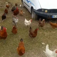 مرغ محلی به شرط تخم گذار یک میلیون