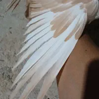 سینه ای نر جوان