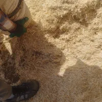 خوراک دام کاه|لوازم جانبی حیوانات|ابهر, |دیوار