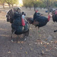 بوقلمون رسمی