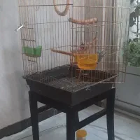 طوطی  رام  (پرنده شاه طوطی اسکندر) با قفس ولوازم|پرنده|شاهرود, |دیوار