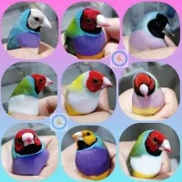 جوجه ۵ ماه گلدین