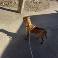 توله پیتبول اصیل