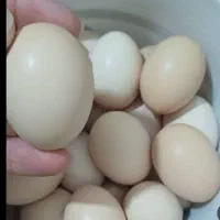 تخم مرغ برهما لایت اصل بشرت نطفه