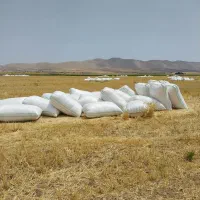 کارگرکاه