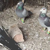 چهارتا صید نر|حیوانات|مشهد, شهید معقول|دیوار