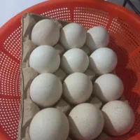 تخم بوقلمون