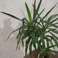 گاز وگل یوکا|اجاق گاز و لوازم برقی پخت‌وپز|بندر کنگان, |دیوار