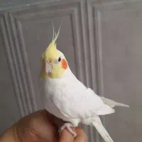 عروس هلندی نر دستی|پرنده|شیراز, کوشک میدان|دیوار