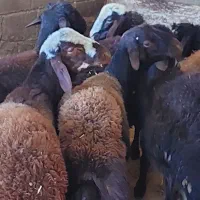 بره نر|حیوانات مزرعه|سنندج, |دیوار