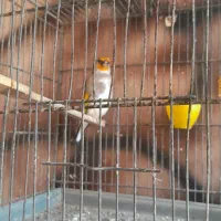 سره|پرنده|بهارستان, |دیوار