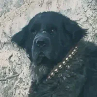 قهدریجانی نره با اصالت و همچی تمام|سگ|کرمان, |دیوار