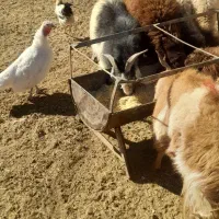 بز ابست فروشی|حیوانات مزرعه|نیمبلوک, |دیوار