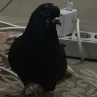 زاغ دم سفید|پرنده|تهران, علم و صنعت|دیوار