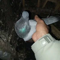 کبوتر