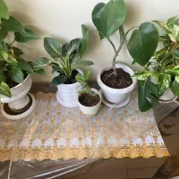 مبل با میز|مبلمان خانگی و میز عسلی|گناباد, |دیوار