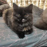 واگذاری گربه