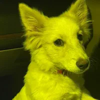 خانگی|سگ|مریوان, |دیوار