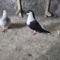 چپ سیاه وسفید|پرنده|نیشابور, دربقاضی|دیوار