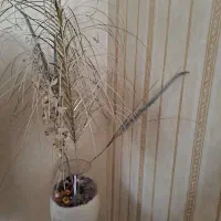 گل گلدان جام پایه بلند|گل مصنوعی|مشهد, شهرک رازی (شهرک غرب)|دیوار