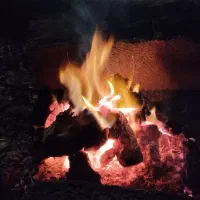 پادشاه هیزم‌های ایران چوب اقاقیا